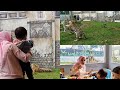 RESTORAN YANG ADA HARIMAUNYA (Kebun Binatang Lembang Park &amp; Zoo)