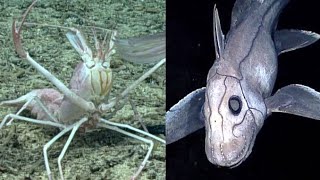 7 Strange Creatures Found in the Marianas Trench