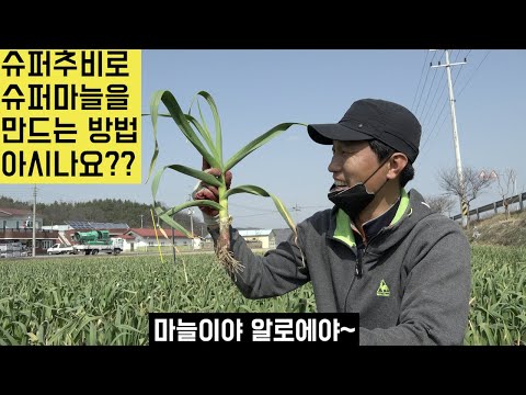 [한국농수산TV] 슈퍼추비로 슈퍼마늘을 만드는 방법을 아시나요? 경북 구미