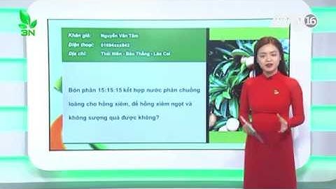 Vì sao hồng xiêm bị sượng trái?