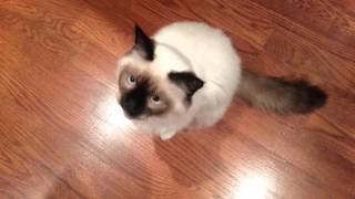 Does Your Birman Do This When You Get Home? by Binxby the Birman 283 views 10 years ago 30 seconds