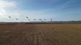 Sandhill Cranes