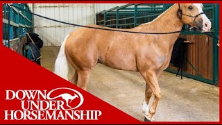 Clinton Anderson: Correcting a Horse That Paws While Tied Up  Downunder Horsemanship