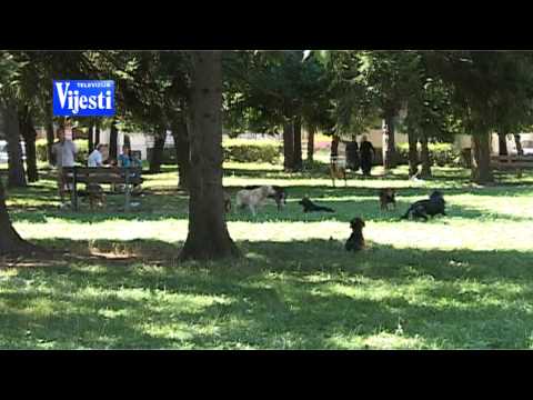 Video: Otrovanje Pasa