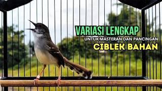 CIBLEK SEMI GACOR AMPUH UNTUK PANCINGAN CIBLEK BAHAN DAN MASTERAN CIBLEK MACET SEKETIKA NYAUT