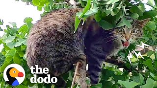 Guy Risks Life To Rescue Cats From Trees | The Dodo