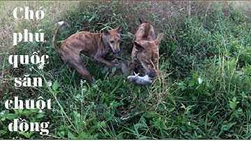 chó phú quốc săn chuột đồng tập4 #chóphúquốc #chosăn #chóphúquốcđisăn