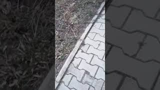 Очень быстро видео,