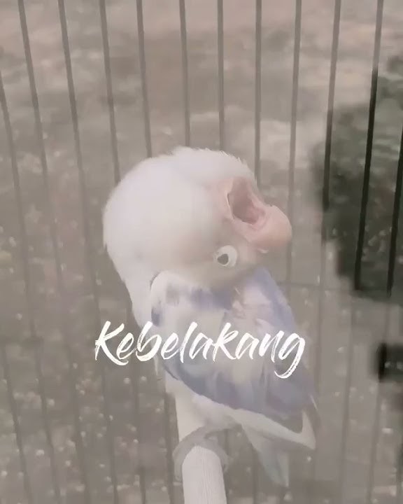 story wa lovebird konslet  .......