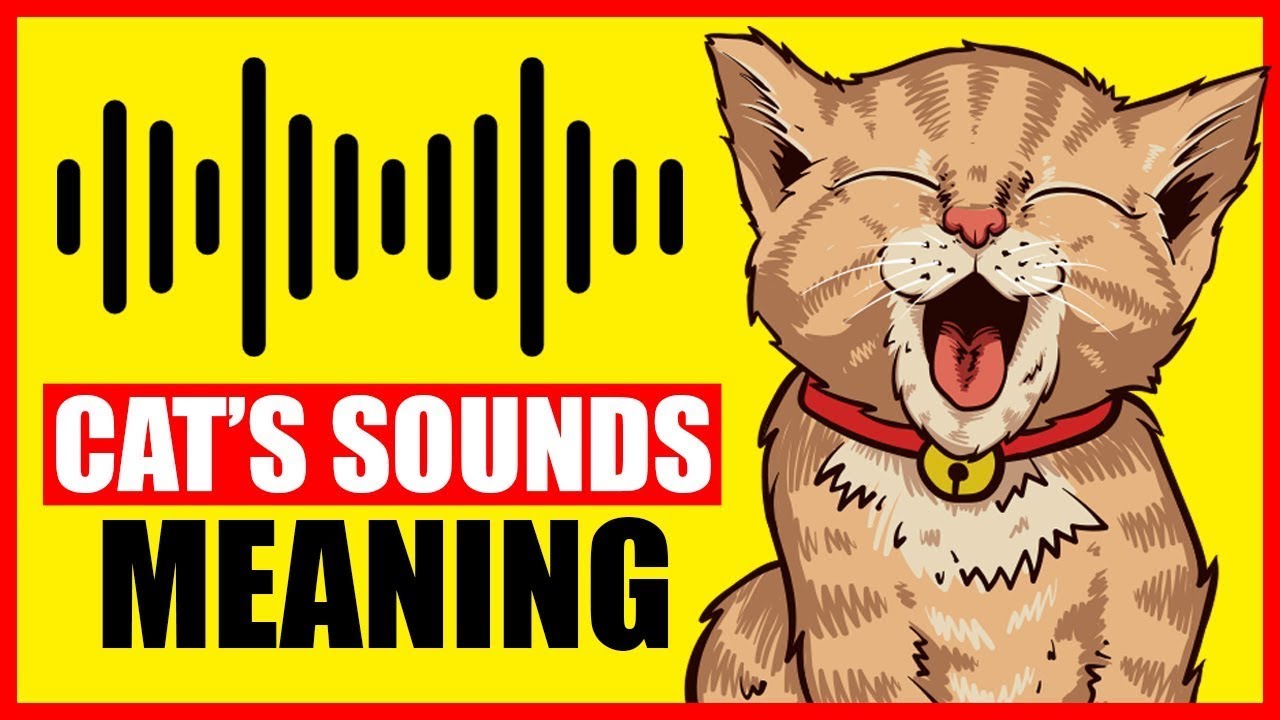 12 Cat Sounds Your Cat Makes and What They Mean - Modern Cat