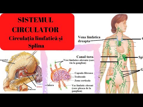 Video: Diferența Dintre Sistemul Circulator și Sistemul Limfatic