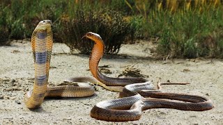 شاهد القتال بين الافاعي السامة ? مشاهد قتالية صادمة جدا +18 | Snake Vs Snake Real Fight