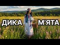 ДИКА МʼЯТА НОВА ПІСНЯ Music Song Songs музика хіт українськамузика 