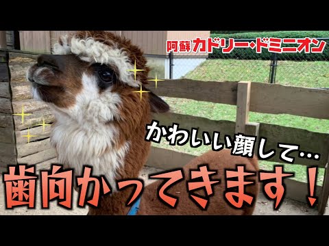 アルパカの体温測定が「命懸け」であることがわかる動画。