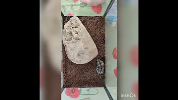 Кормление змеи 18 сек из жизни!