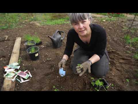 Sådan planter du persille fra købte småplanter