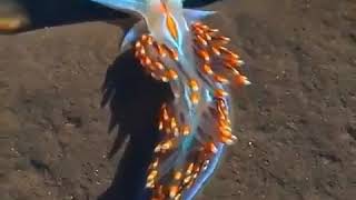 سبحان الله   هذا نوع من رخويات البحر يسمى  بالبراقه وتعيش في عمق ٣٧ متراََ بين الاسكا والمكسيك