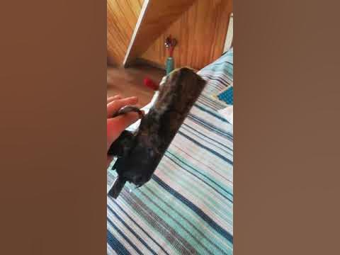 Десерт игл - YouTube