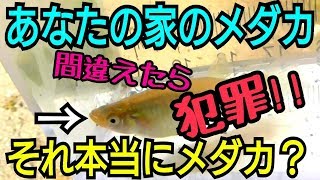 知らなきゃ犯罪者⁈ メダカと特定外来生物。