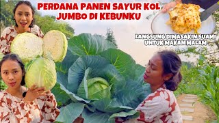 PERTAMA KALI PANEN SAYUR KOL DI KEBUN SENDIRI