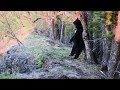 Медведь «станцевал» перед камерой и попытался скрыть «компромат» на «Земле леопарда»