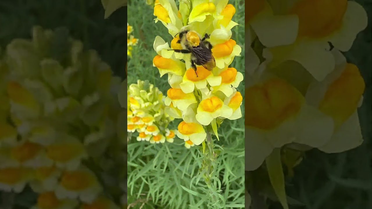 Bumbles Gathering Pollen from Yellow Toadflax