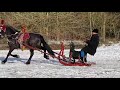 Friesian horses and sleigh in the snow in Friesland Holland