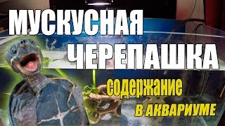 Мускусная черепаха коротко о содержании Мускусная черепаха коротко о содержании