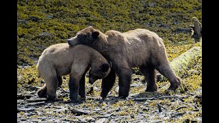 2 Loved Up Grizzly Bears   Khutzeymateen Valley BC Canada 2023