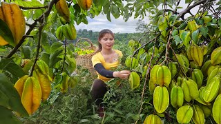 Harvesting Sour Star Fruit - Family meal have fish cooked with sour star fruit | Tiểu Ca Daily Life
