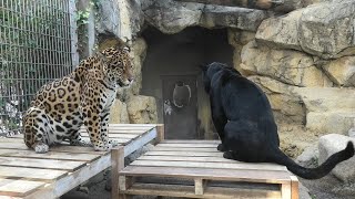 Jaguar (Oji Zoo, Hyogo, Japan) March 23, 2021