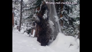 A subalpine path in winter, including the last bear of 2023