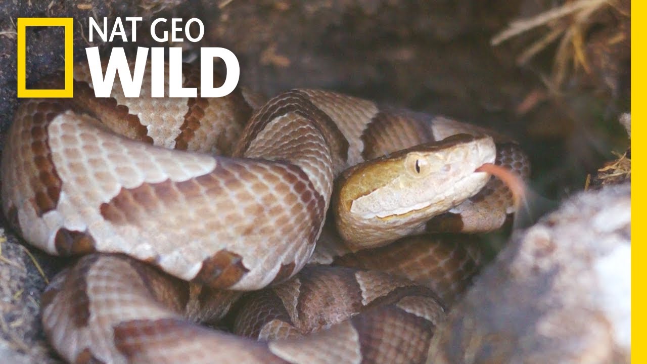 What You Need to Know About Copperhead Snakes | Nat Geo Wild - YouTube