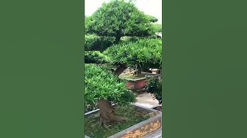 Bước 1 cách trồng tùng la hán tại nhà #tùnglahán #bonsai