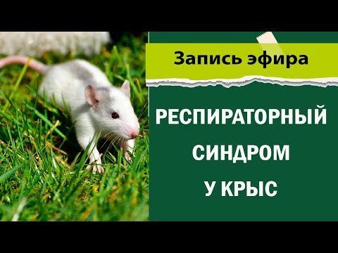 Респираторный синдром у крыс