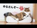ボス猫がご立腹です。。