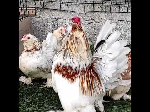 Video: Sondaj boruları, kuyu ekipmanları için tasarlanmıştır