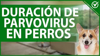 ¿Cuánto dura el Parvovirus en un Perro?  Guía de Prevención y Tratamiento