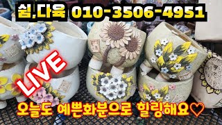 💥[LIVE] 쉼,다육 010-3506-4951(카드결제가능) 오늘도 예쁜화분으로 힐링해요~♡