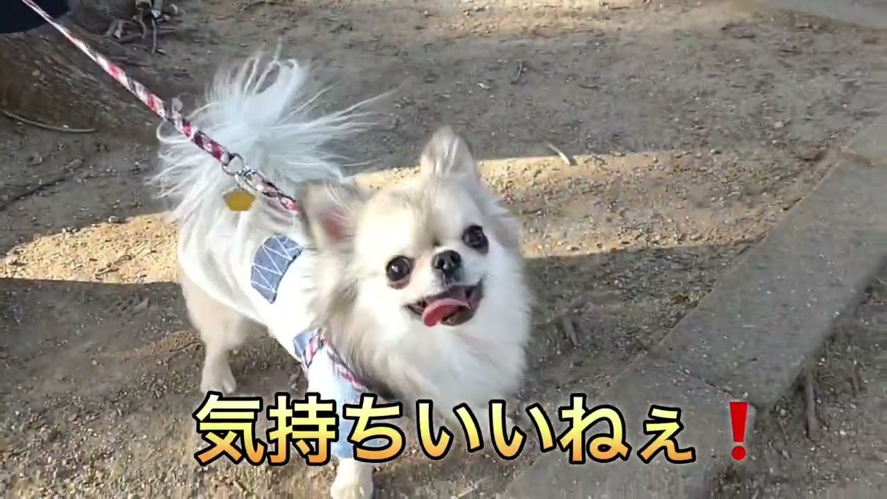 ご近所探索のごまこじ