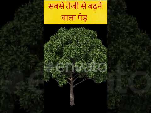 वीडियो: ऑस्ट्रेलिया में सबसे तेजी से बढ़ने वाला पेड़ कौन सा है?