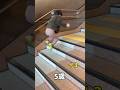 階段を見るとつい跳んでしまう5歳児がこちらです