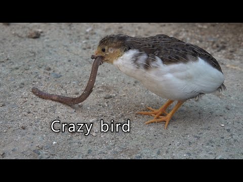 Wideo: Jak nazywa się ptak z widelcem?