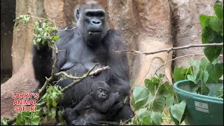 พบกับ Freddy #gorillas แม่อุปถัมภ์ของ Jameela