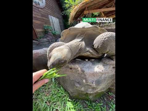 Черепаха - Вы не поверите - большая кушает траву с рук #черепаха # ...