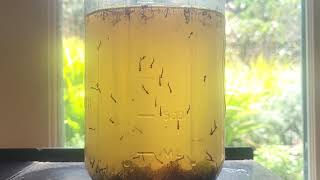Fungus Gnat in Mosquito's Cloak - Mycetophilic fun for adults