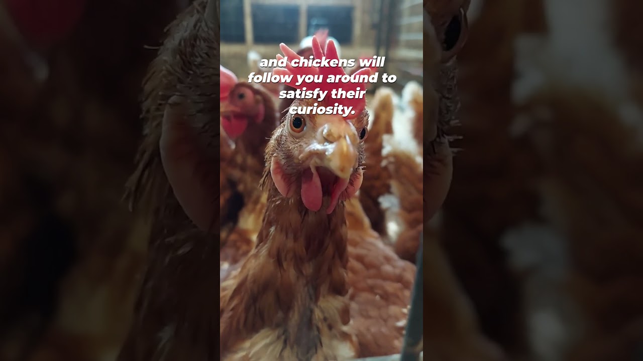 Animals Aren’t So Different From Each Other