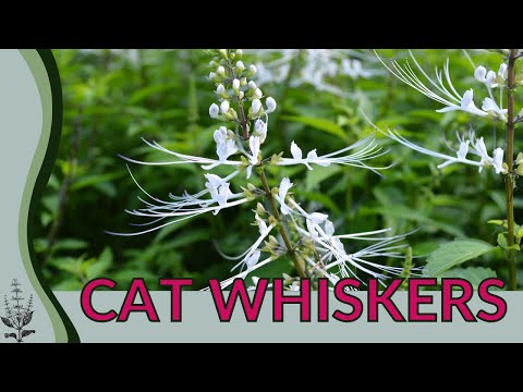 All About CAT WHISKERS PLANT! (Orthosiphon aristatus) \