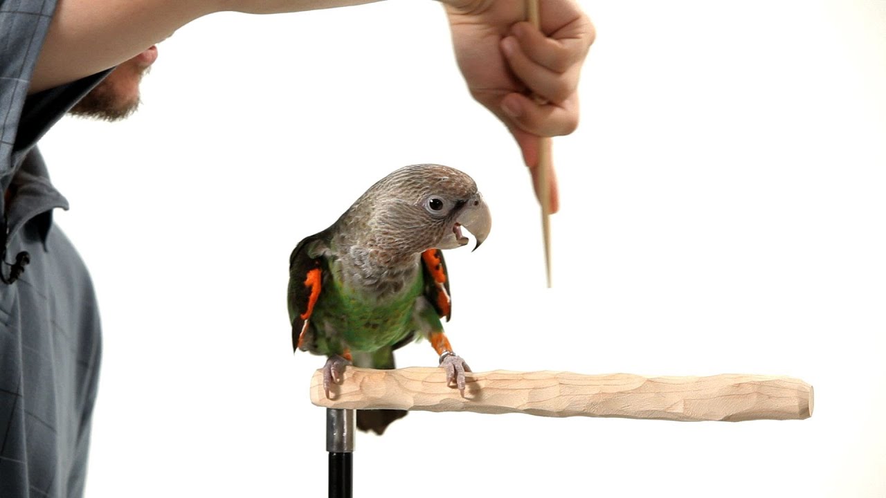 Papagáj viselkedés