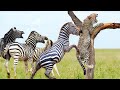 Zebra murdered Cheetah baby, Cheetah mother takes revenge, but the Zebra herd counterattack strongly